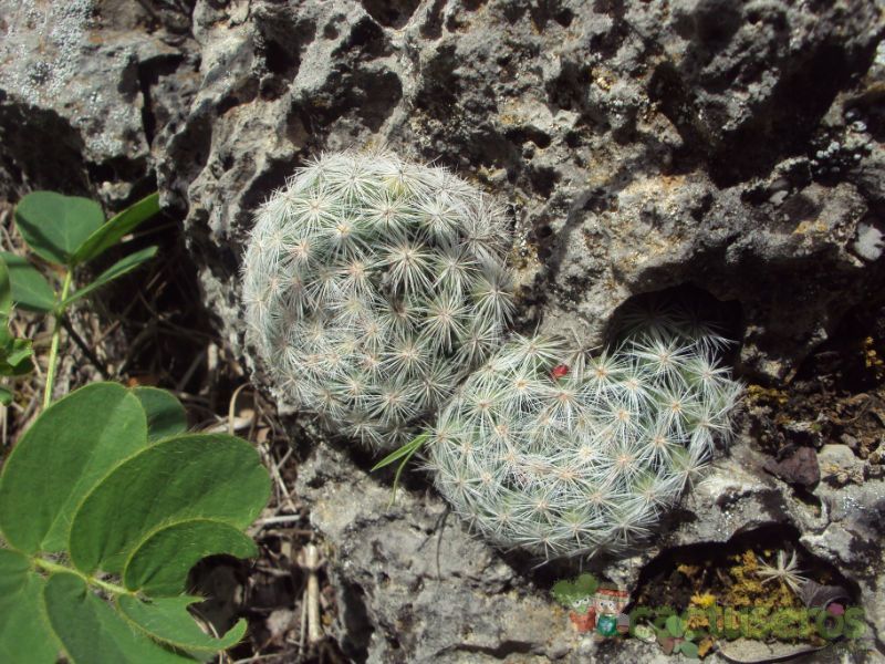 Una foto de Mammilloydia candida
