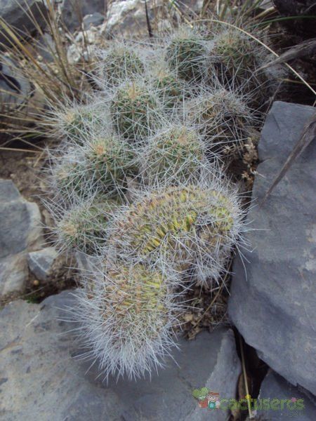 A photo of Echinocereus engelmannii fma. crestada