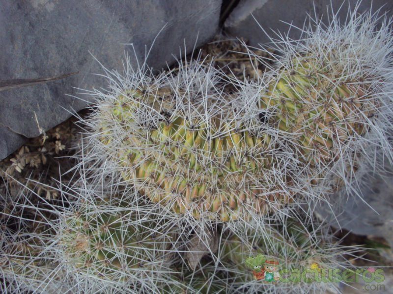 A photo of Echinocereus engelmannii fma. crestada