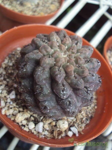 Una foto de Eriosyce occulta