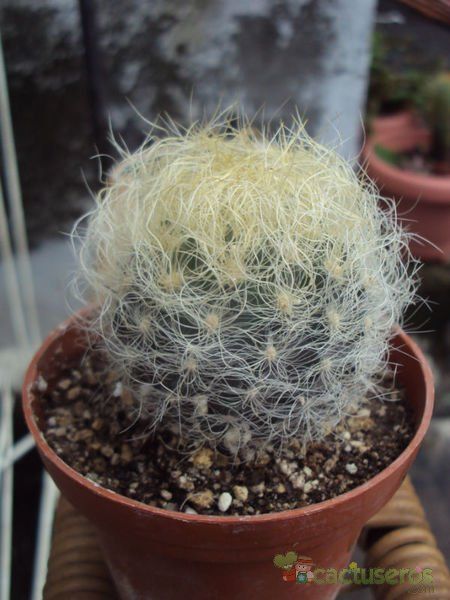 A photo of Eriosyce senilis