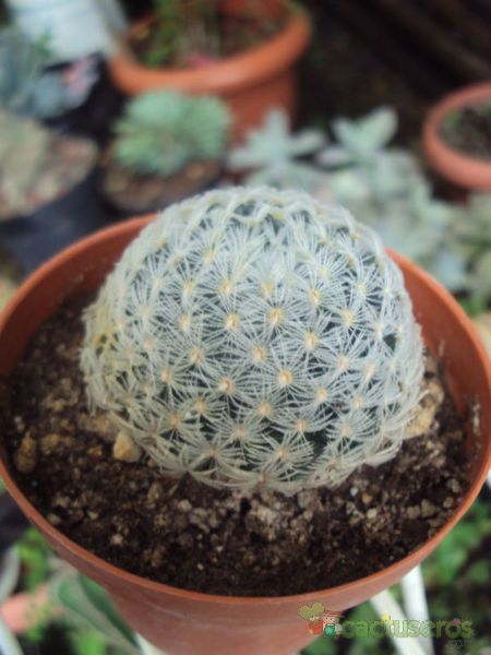 A photo of Mammillaria nana