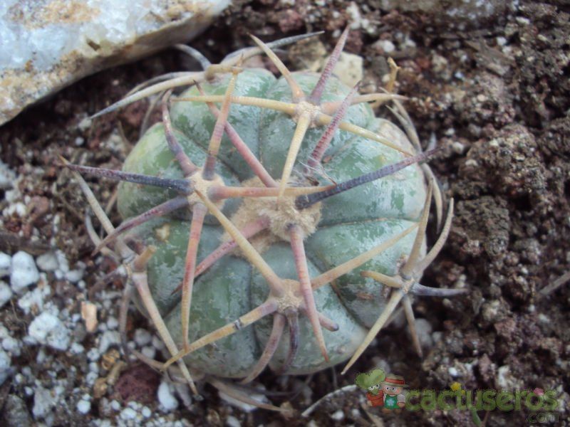 Una foto de Echinocactus horizonthalonius
