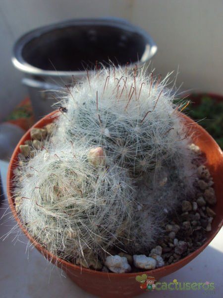 A photo of Mammillaria glassii ssp. ascensionis