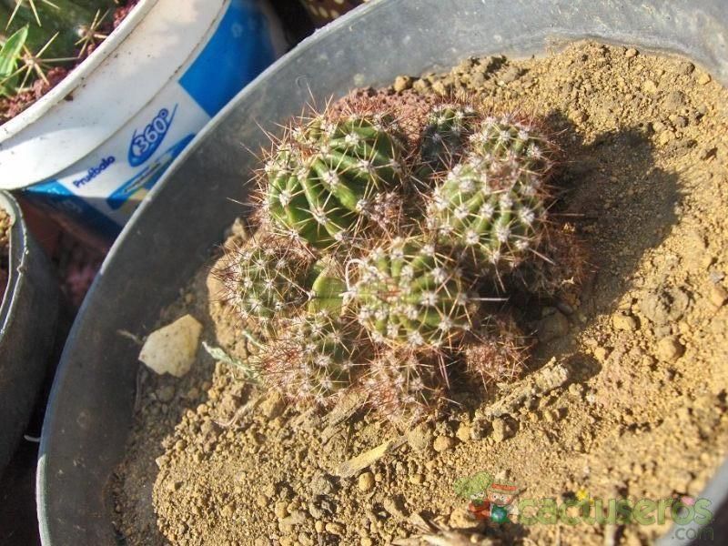 A photo of Echinopsis boyuibensis