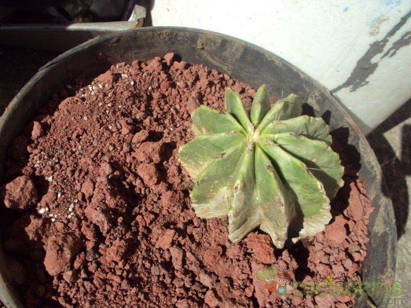 Una foto de Ferocactus echidne