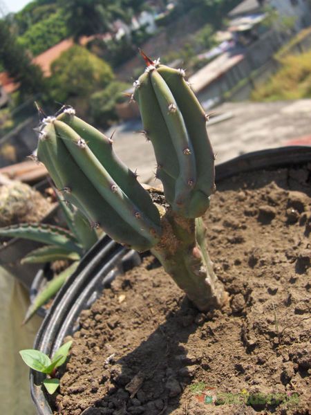 Una foto de Myrtillocactus geometrizans