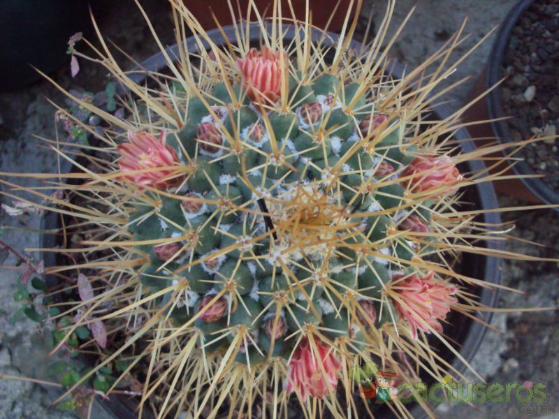 A photo of Mammillaria petterssonii