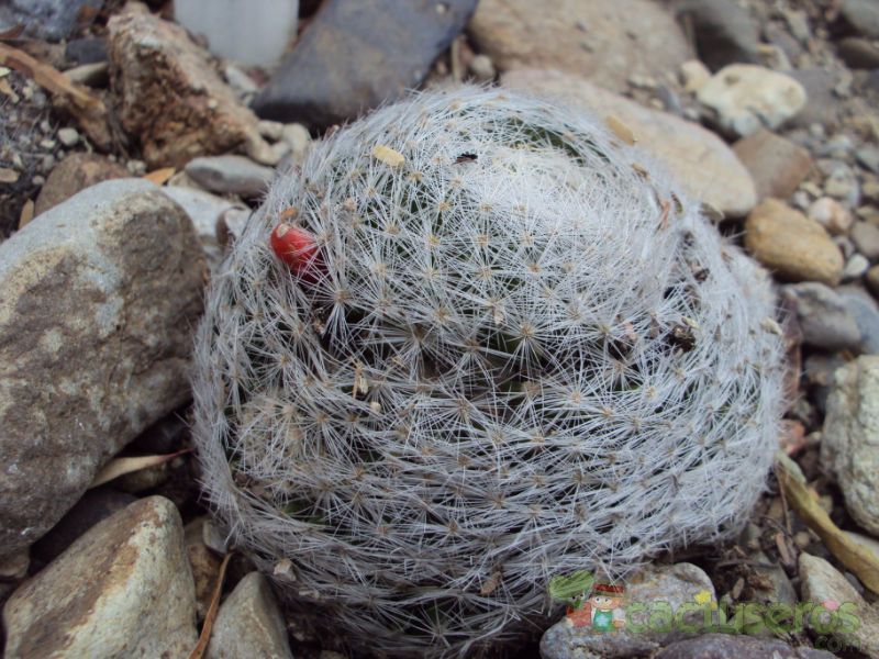 Una foto de Mammillaria lenta