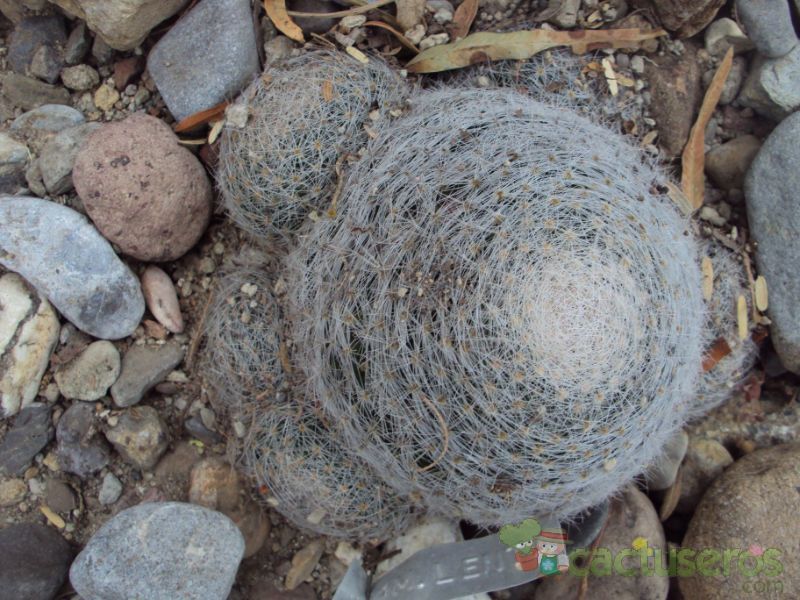Una foto de Mammillaria lenta