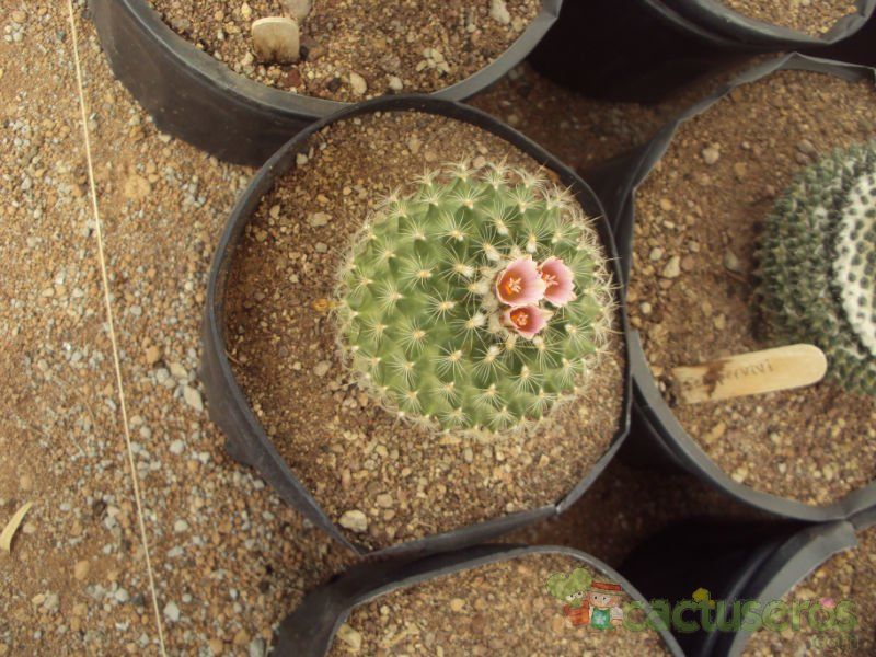 Una foto de Turbinicarpus saueri ssp. knuthianus