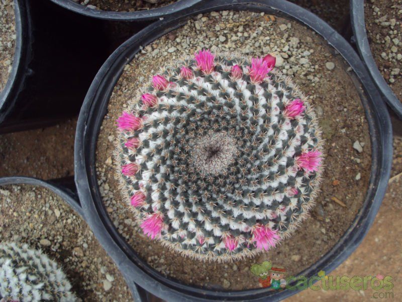 Una foto de Mammillaria perbella