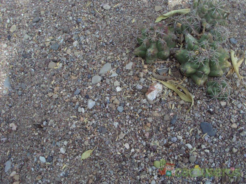 Una foto de Thelocactus leucacanthus ssp. leucacanthus