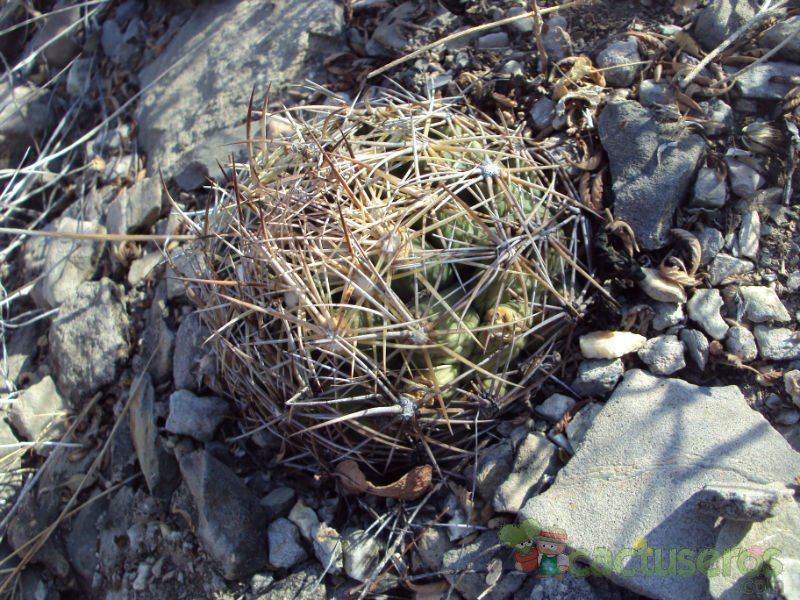 A photo of Coryphantha neglecta