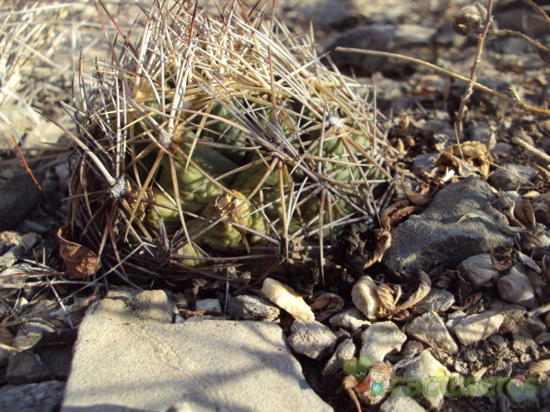 A photo of Coryphantha neglecta