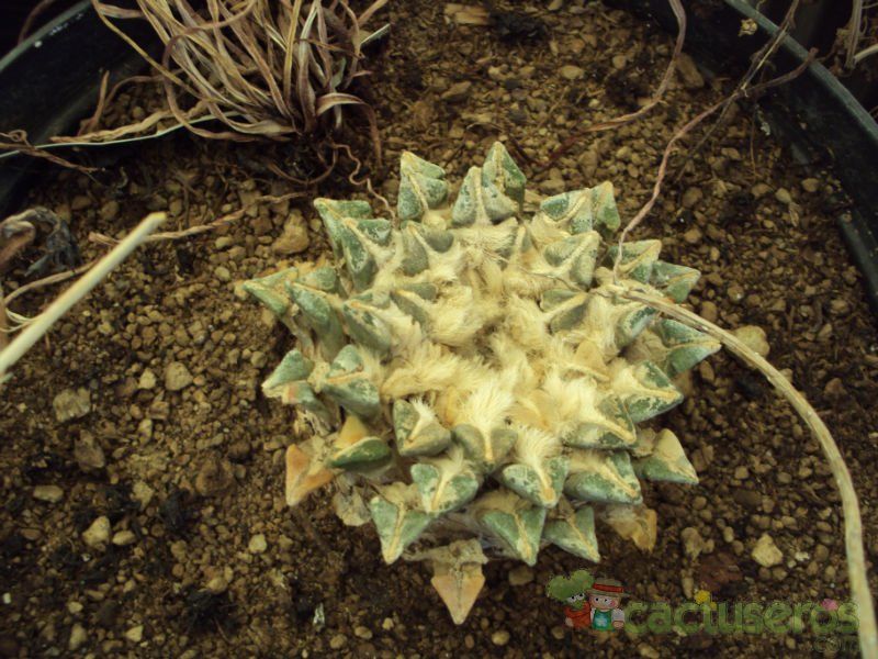 A photo of Ariocarpus kotschoubeyanus