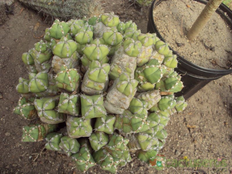 A photo of Euphorbia makallensis