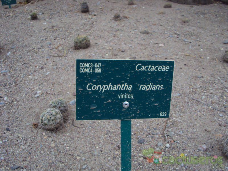 Una foto de Coryphantha cornifera