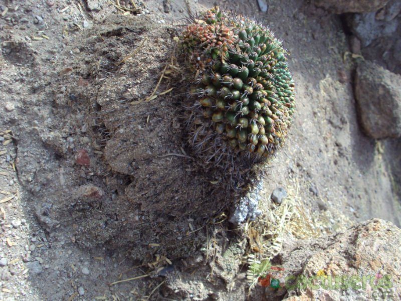 Una foto de Mammillaria gigantea