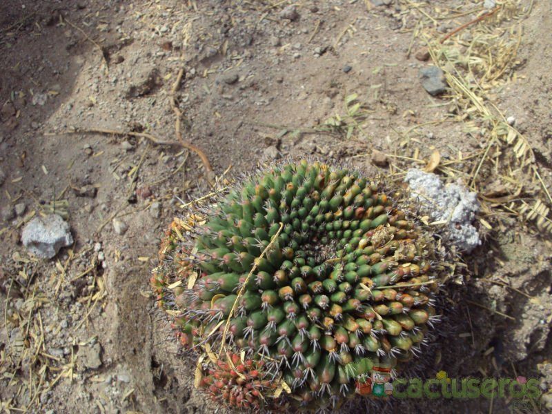 Una foto de Mammillaria gigantea