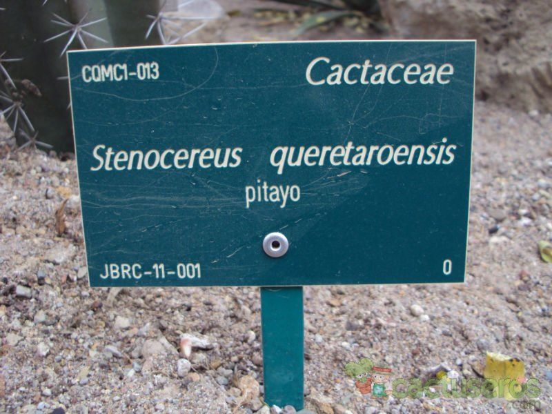 Una foto de Stenocereus queretaroensis