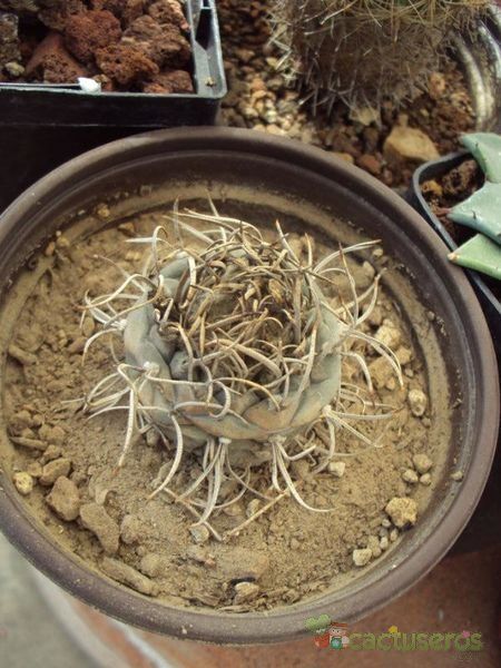 Una foto de Turbinicarpus schmiedickeanus