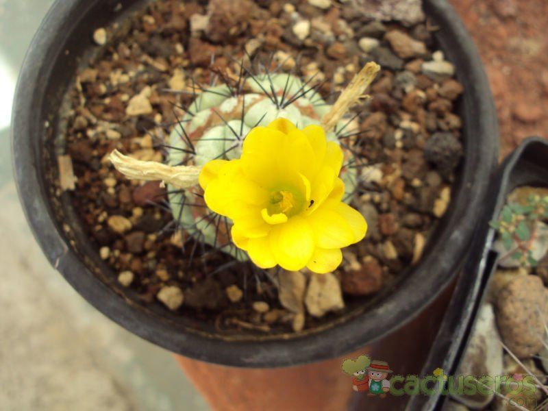 A photo of Ortegocactus macdougallii