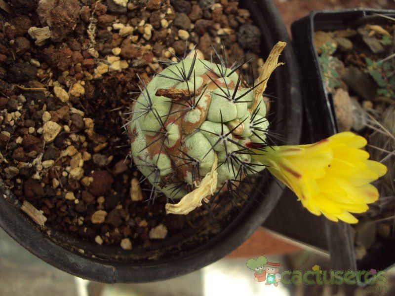 A photo of Ortegocactus macdougallii