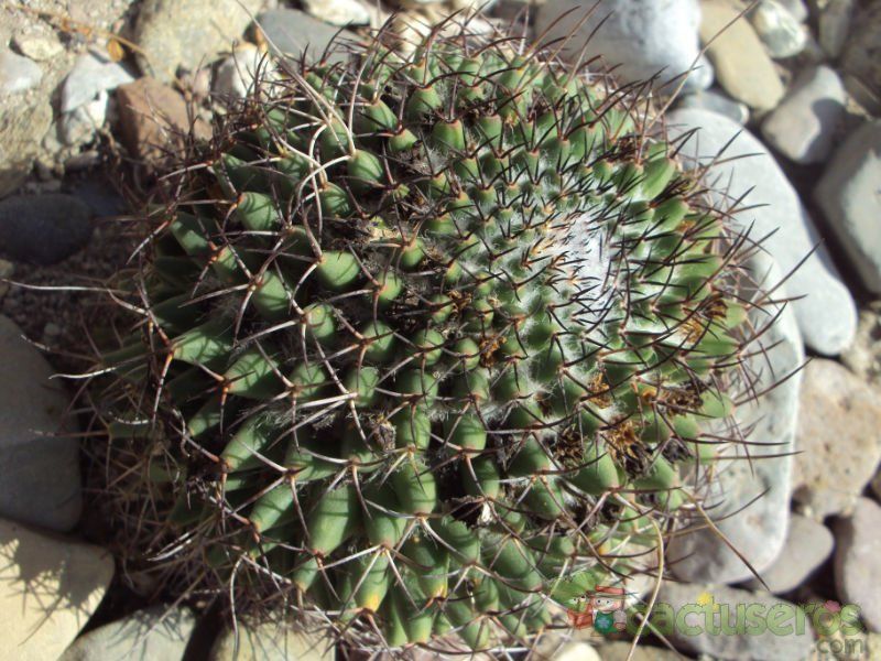 A photo of Mammillaria polythele ssp. obconella