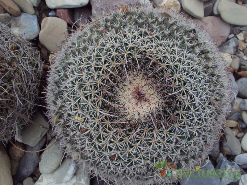A photo of Mammillaria mystax