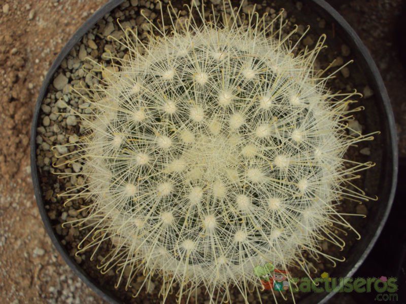 A photo of Mammillaria senilis