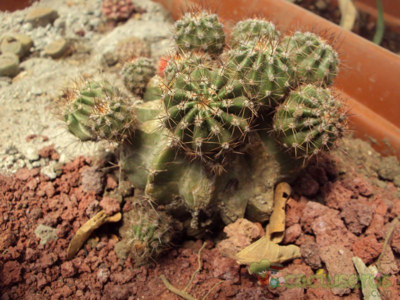 A photo of Echinopsis boyuibensis