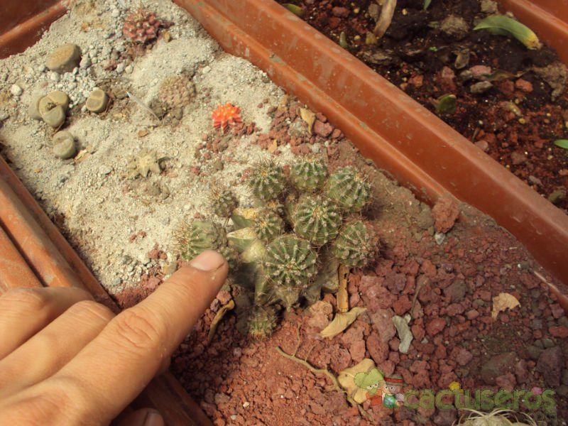 A photo of Echinopsis boyuibensis