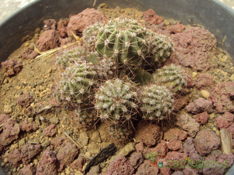A photo of Echinopsis boyuibensis