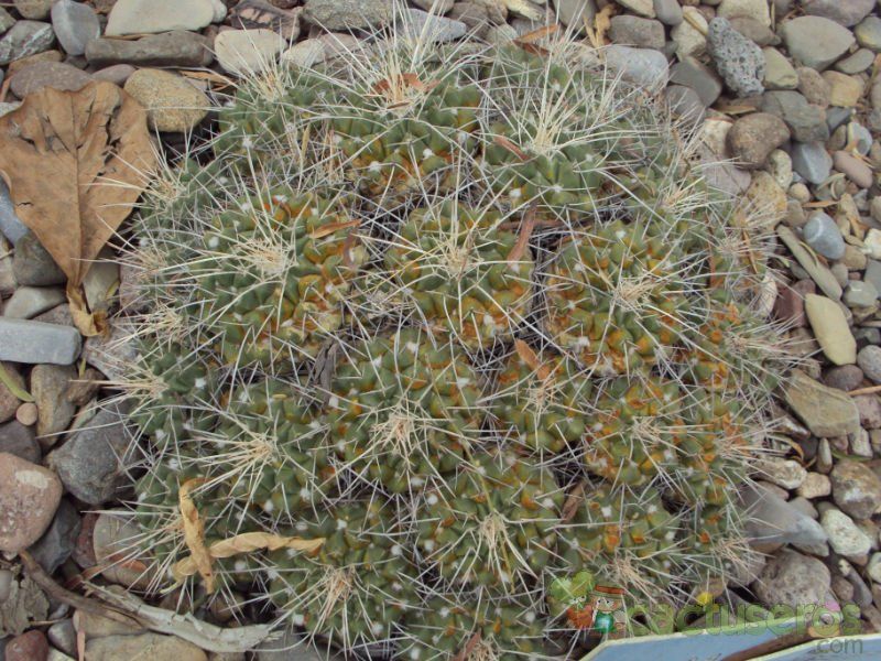 Una foto de Mammillaria compressa ssp. compressa