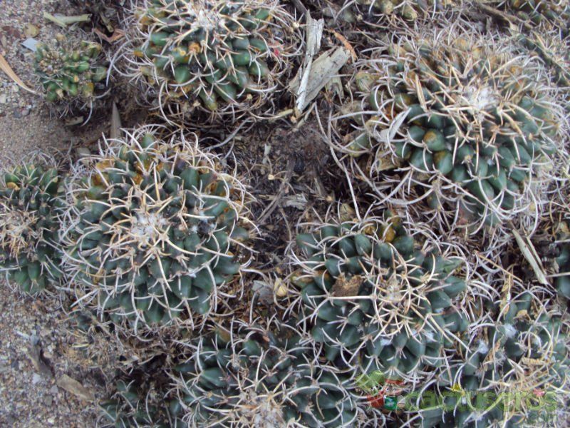 A photo of Mammillaria magnimamma