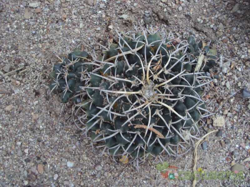 A photo of Mammillaria magnimamma