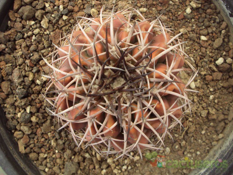 Una foto de Gymnocalycium spegazzinii ssp. cardenasianum