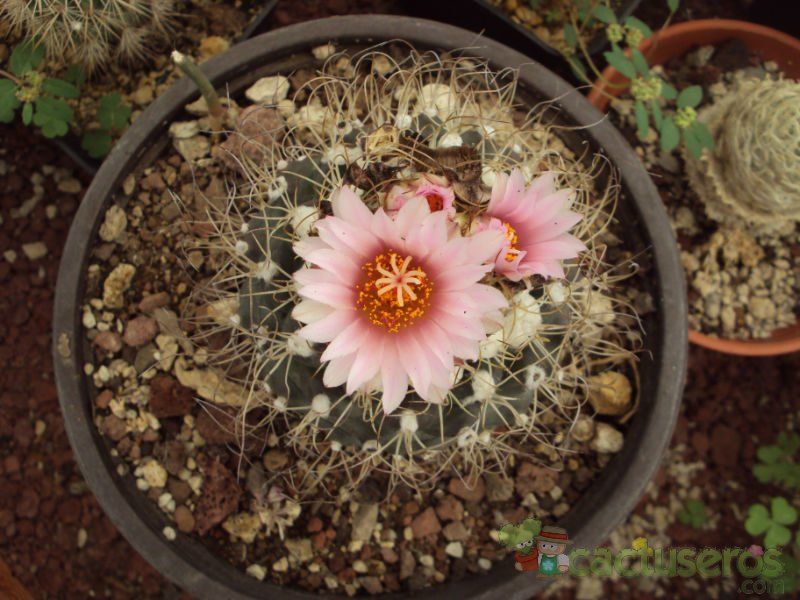 A photo of Turbinicarpus pseudomacrochele subsp. lausseri 