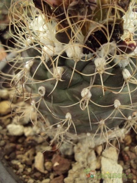 A photo of Turbinicarpus pseudomacrochele subsp. lausseri 
