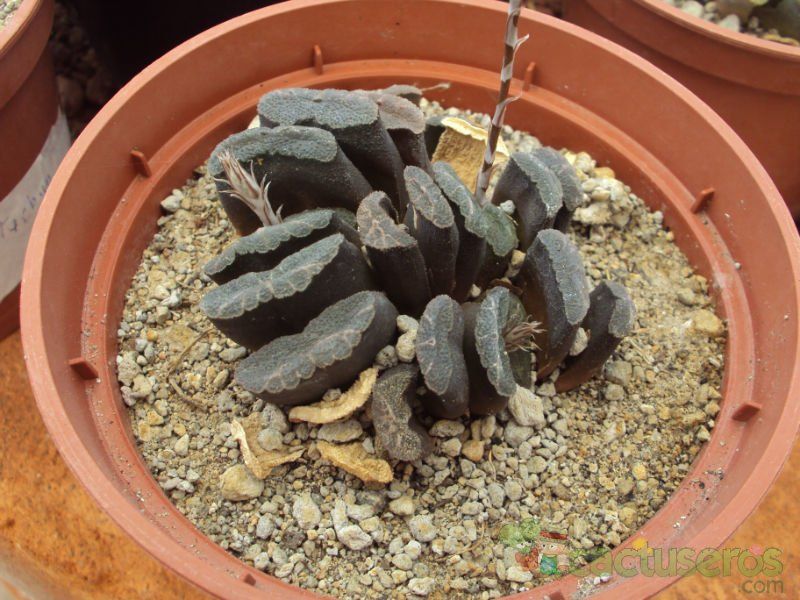 A photo of Haworthia truncata