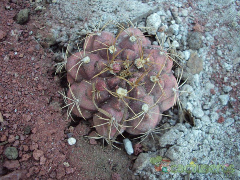 Una foto de Gymnocalycium anisitsii ssp. damsii