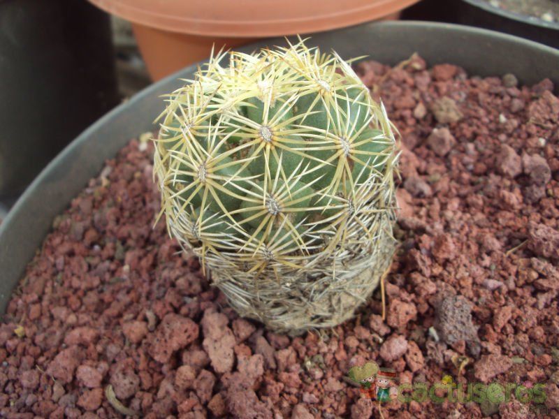 Una foto de Coryphantha retusa