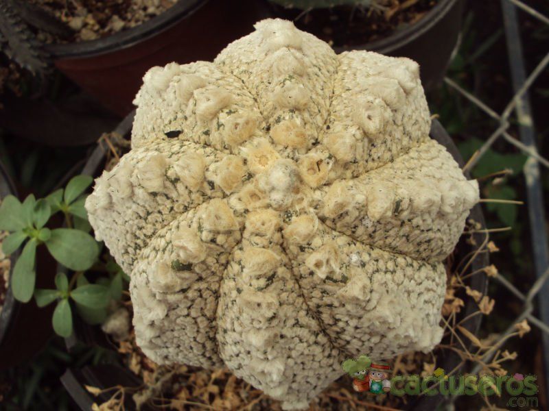 Una foto de Astrophytum superkabuto multi-hybrid