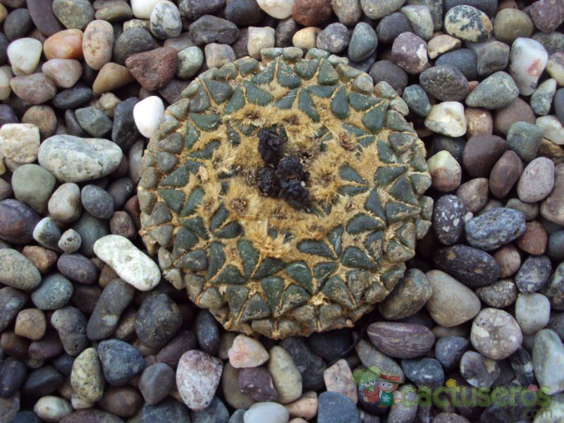A photo of Ariocarpus kotschoubeyanus
