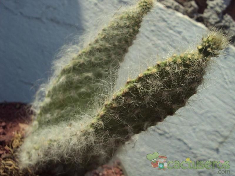 A photo of Opuntia orbiculata