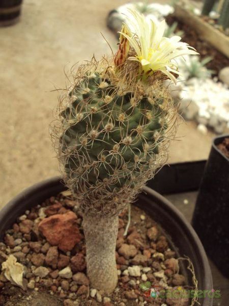 A photo of Turbinicarpus pseudomacrochele ssp. minimus
