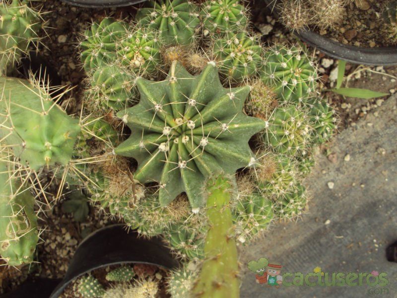 Una foto de Echinopsis boyuibensis
