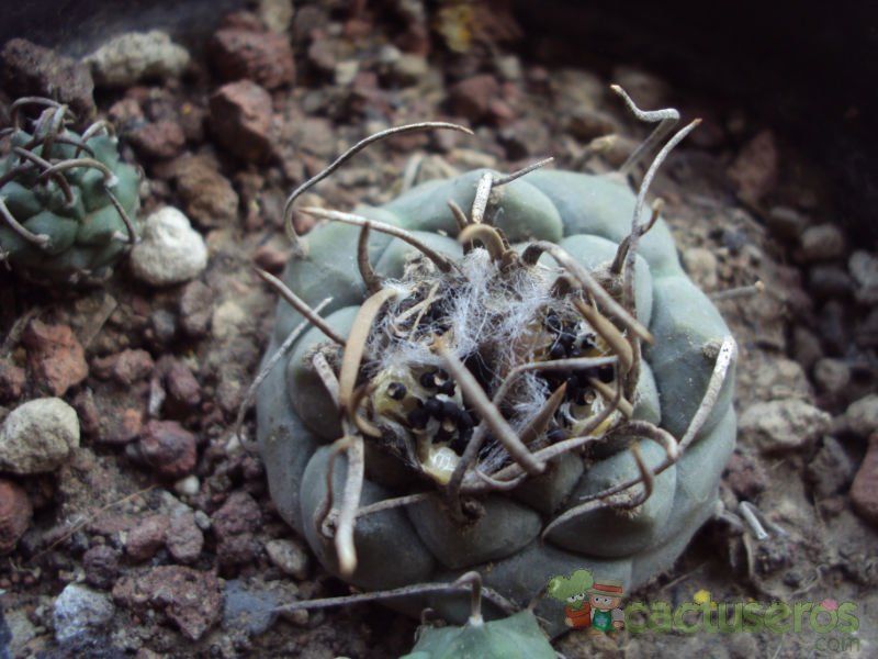Una foto de Turbinicarpus schmiedickeanus