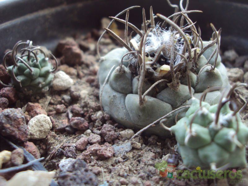 Una foto de Turbinicarpus schmiedickeanus